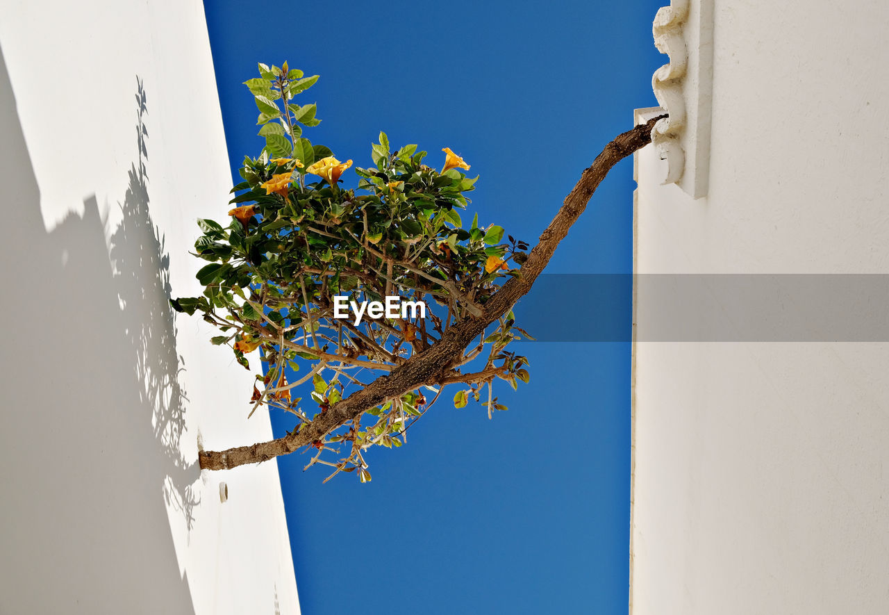 Low angle view of plant against clear sky