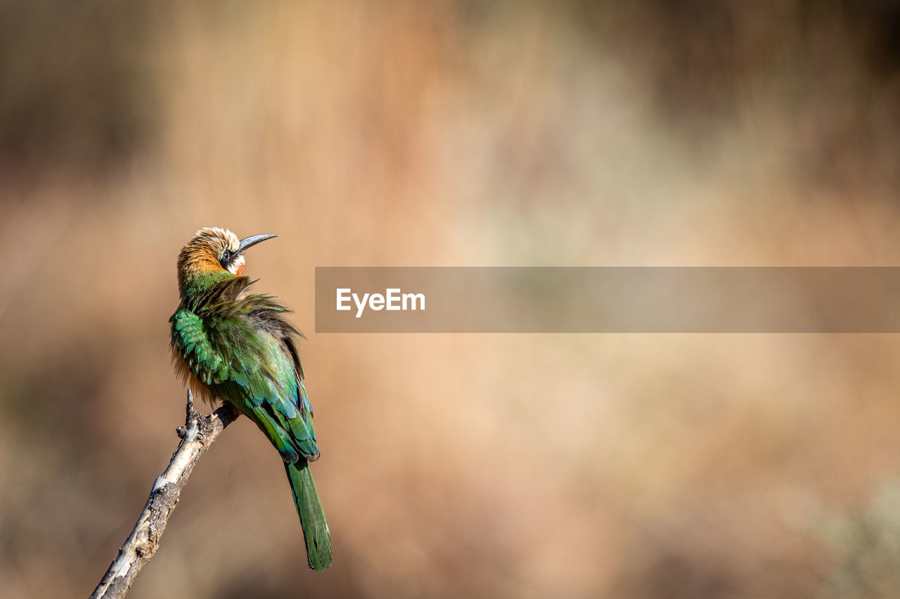 BIRD PERCHING ON A PLANT