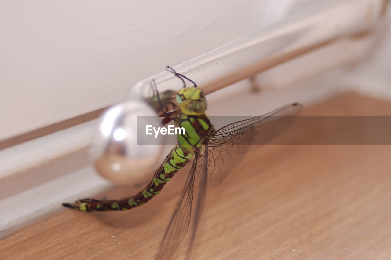 HIGH ANGLE VIEW OF DRAGONFLY ON TABLE