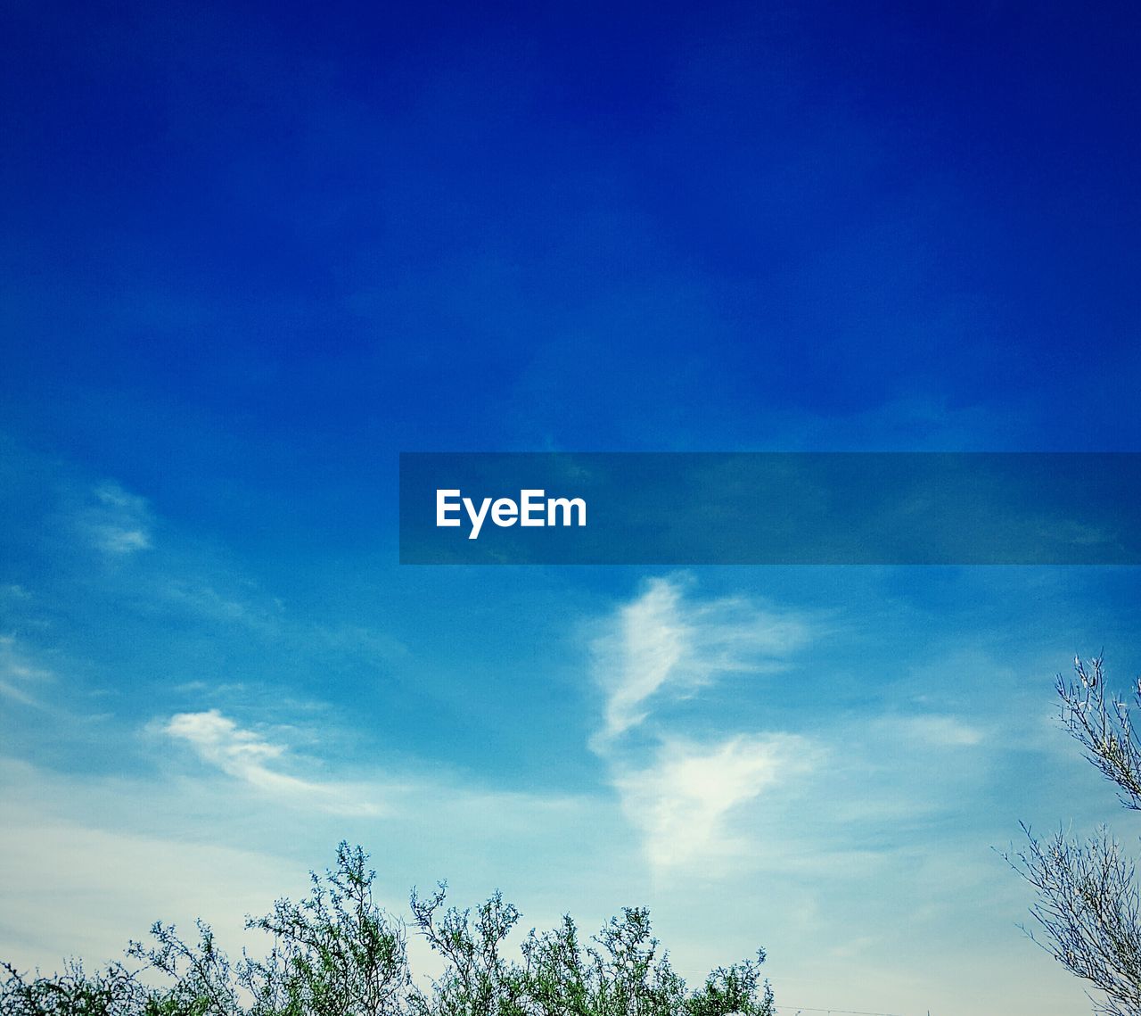 Low angle view of trees against blue sky