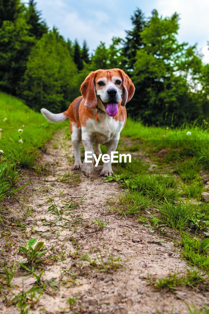 dog, one animal, canine, pet, mammal, domestic animals, animal themes, animal, plant, tree, nature, grass, sky, no people, portrait, beagle, cloud, walking, day, running, outdoors, environment, purebred dog, green, looking at camera, sticking out tongue, animal body part, landscape