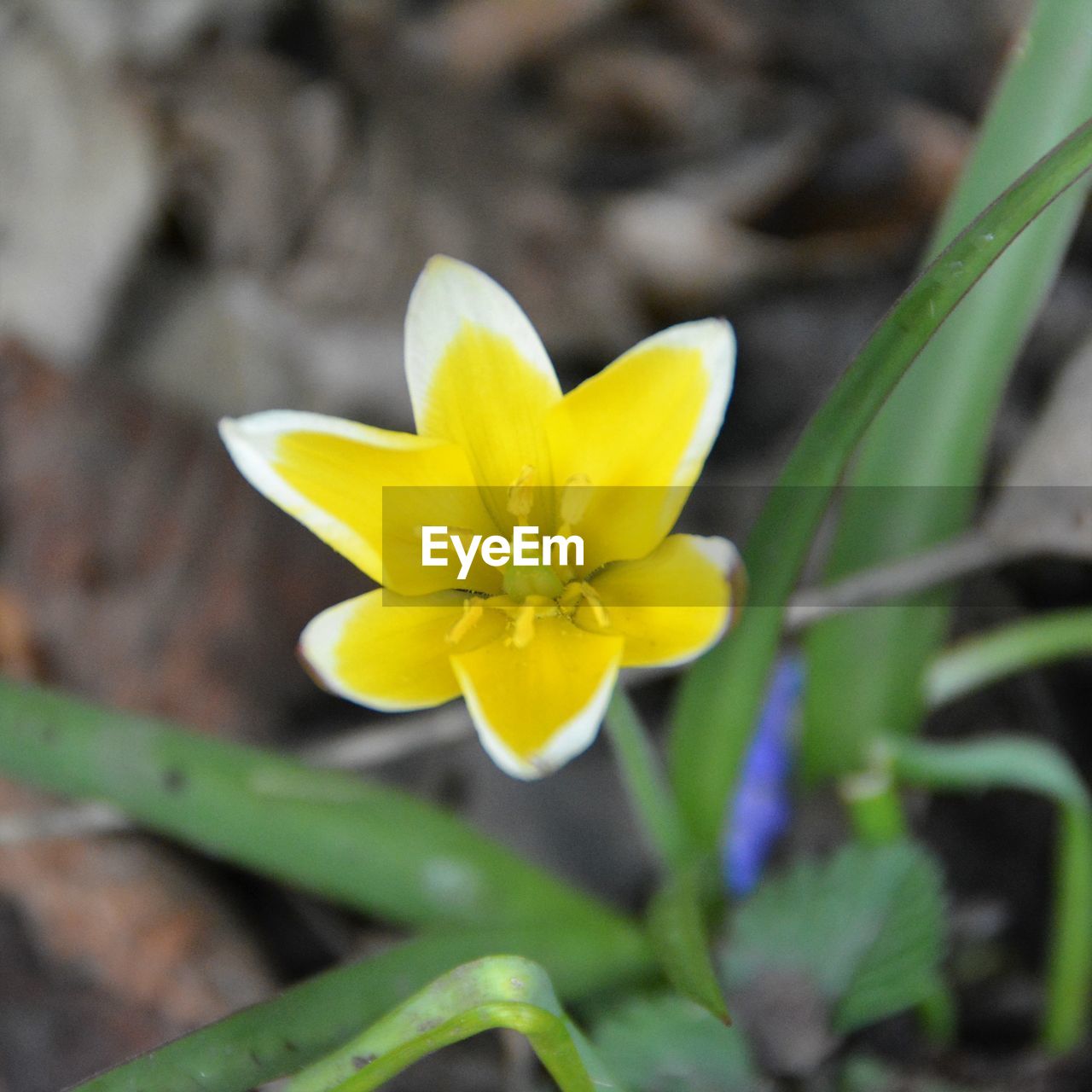 CLOSE-UP OF YELLOW FLOWER BLOOMING