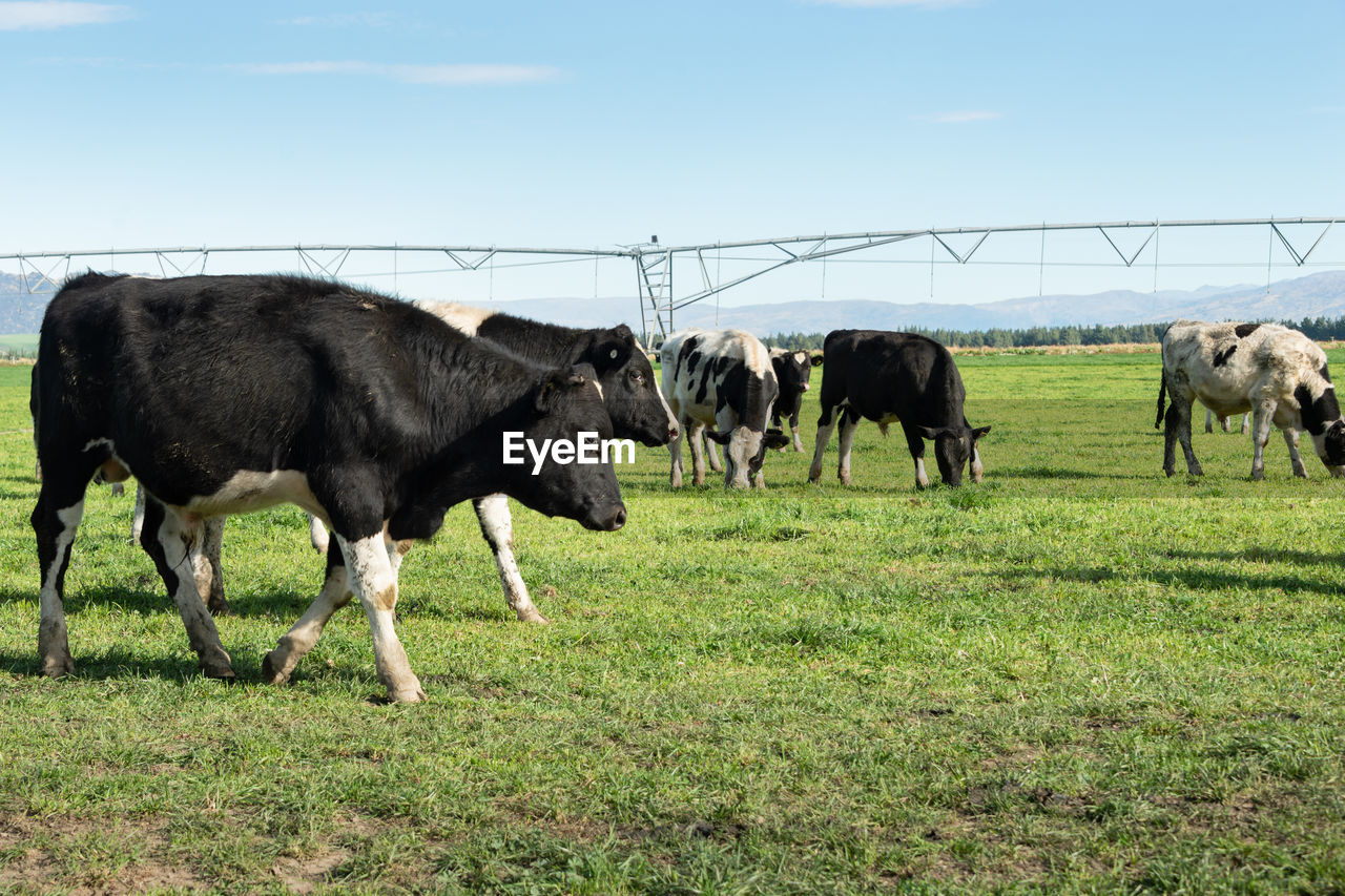 COWS GRAZING IN FIELD