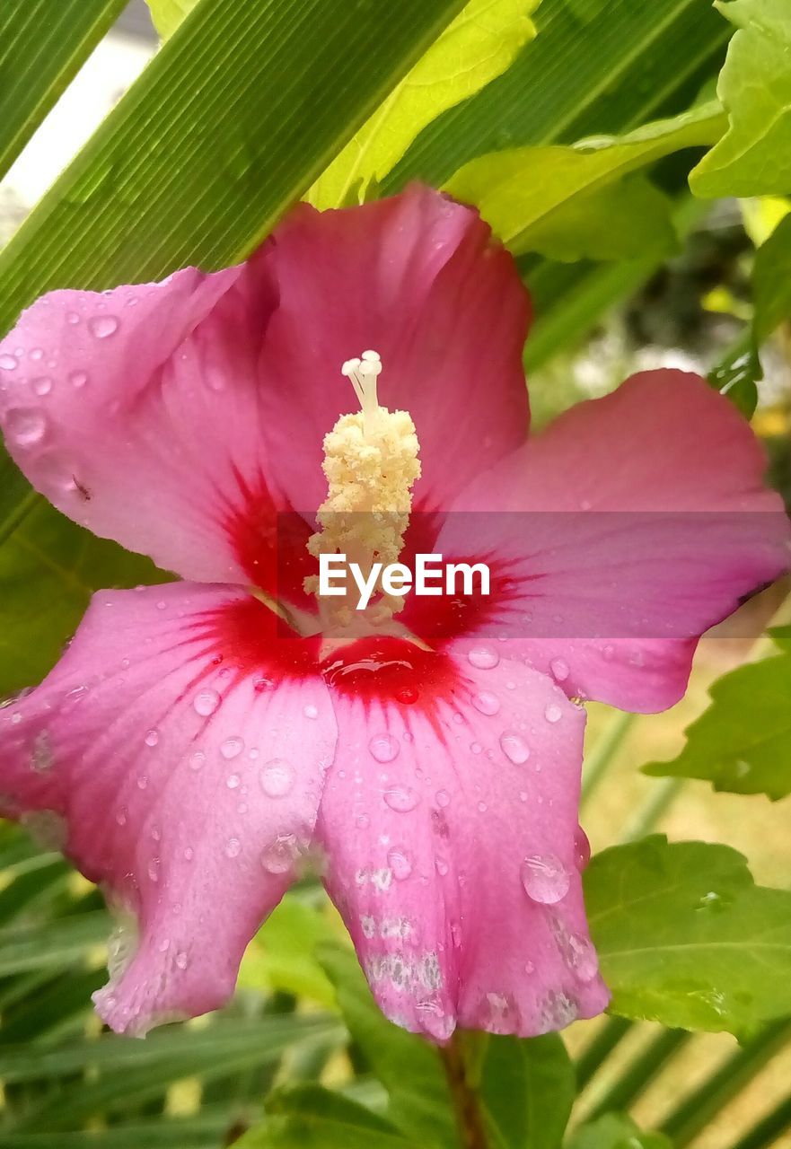 CLOSE-UP OF WET PINK FLOWER