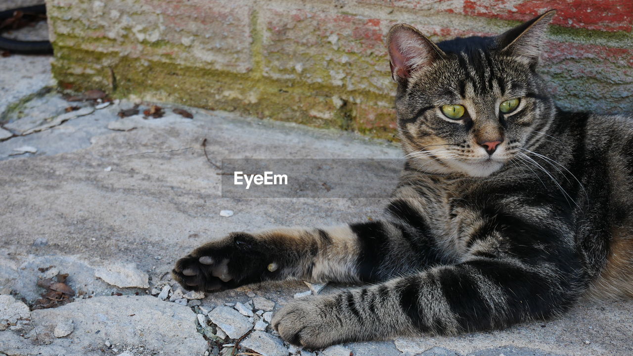 PORTRAIT OF A CAT LYING