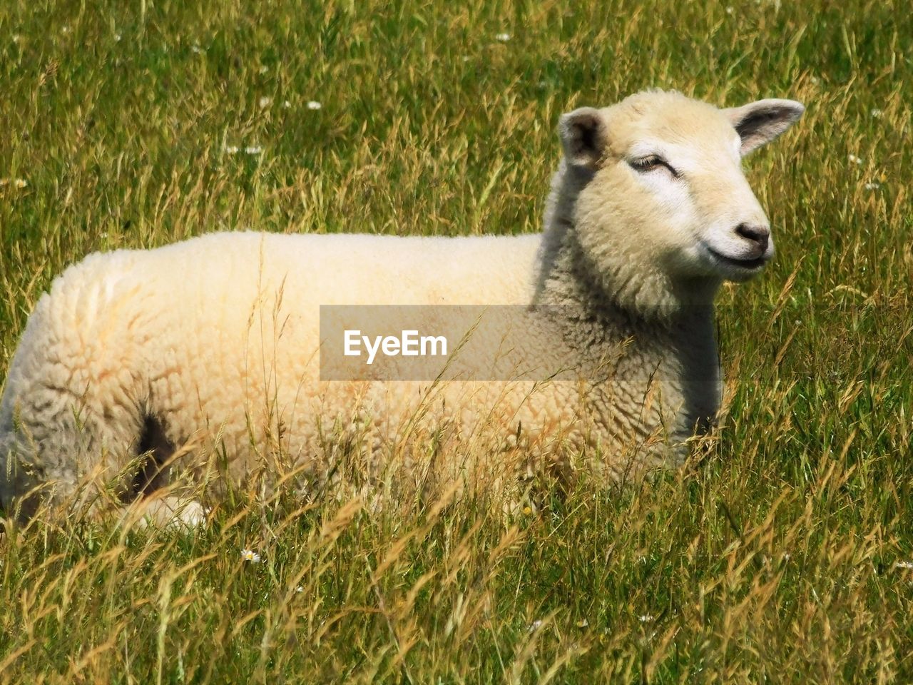 sheep, animal themes, animal, mammal, grass, pasture, plant, domestic animals, livestock, one animal, field, grassland, nature, pet, grazing, wildlife, land, no people, day, green, meadow, animal wildlife, portrait, outdoors, lamb, growth, relaxation, sunlight, agriculture, herbivorous, wool, young animal