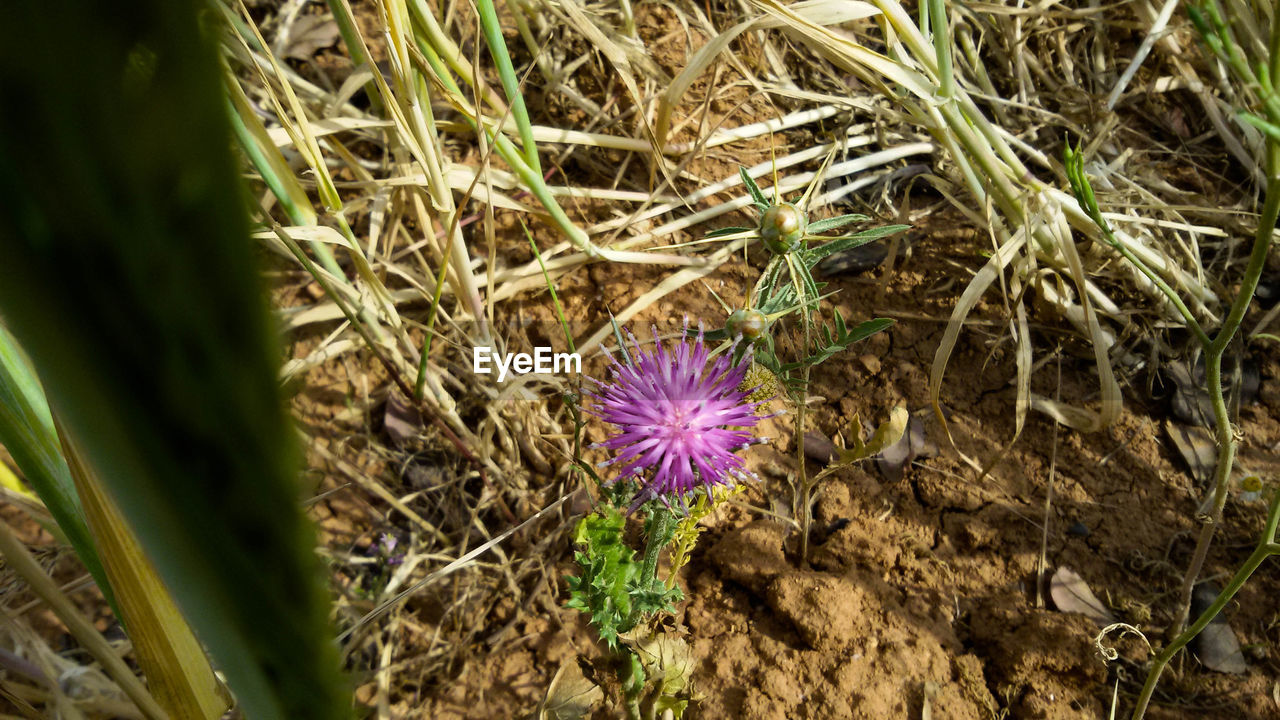 HIGH ANGLE VIEW OF PURPLE FLOWERING PLANT ON LAND