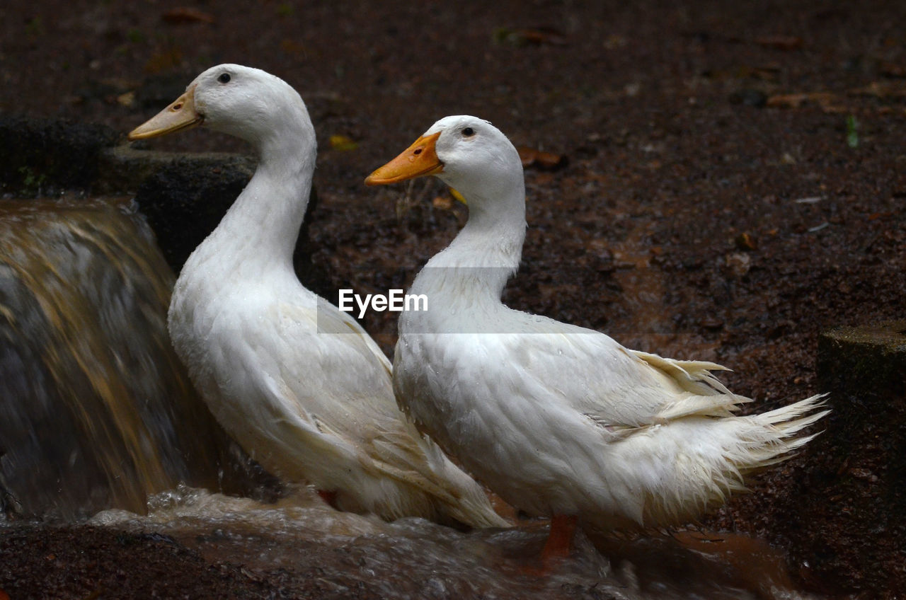 Couples of white duck play with water