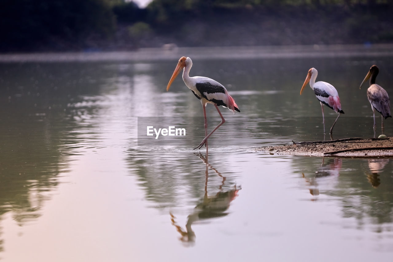 animal themes, animal wildlife, animal, bird, wildlife, water, reflection, lake, group of animals, nature, no people, day, flamingo, water bird, beauty in nature, outdoors, wading, wetland, pink, two animals, travel destinations, full length