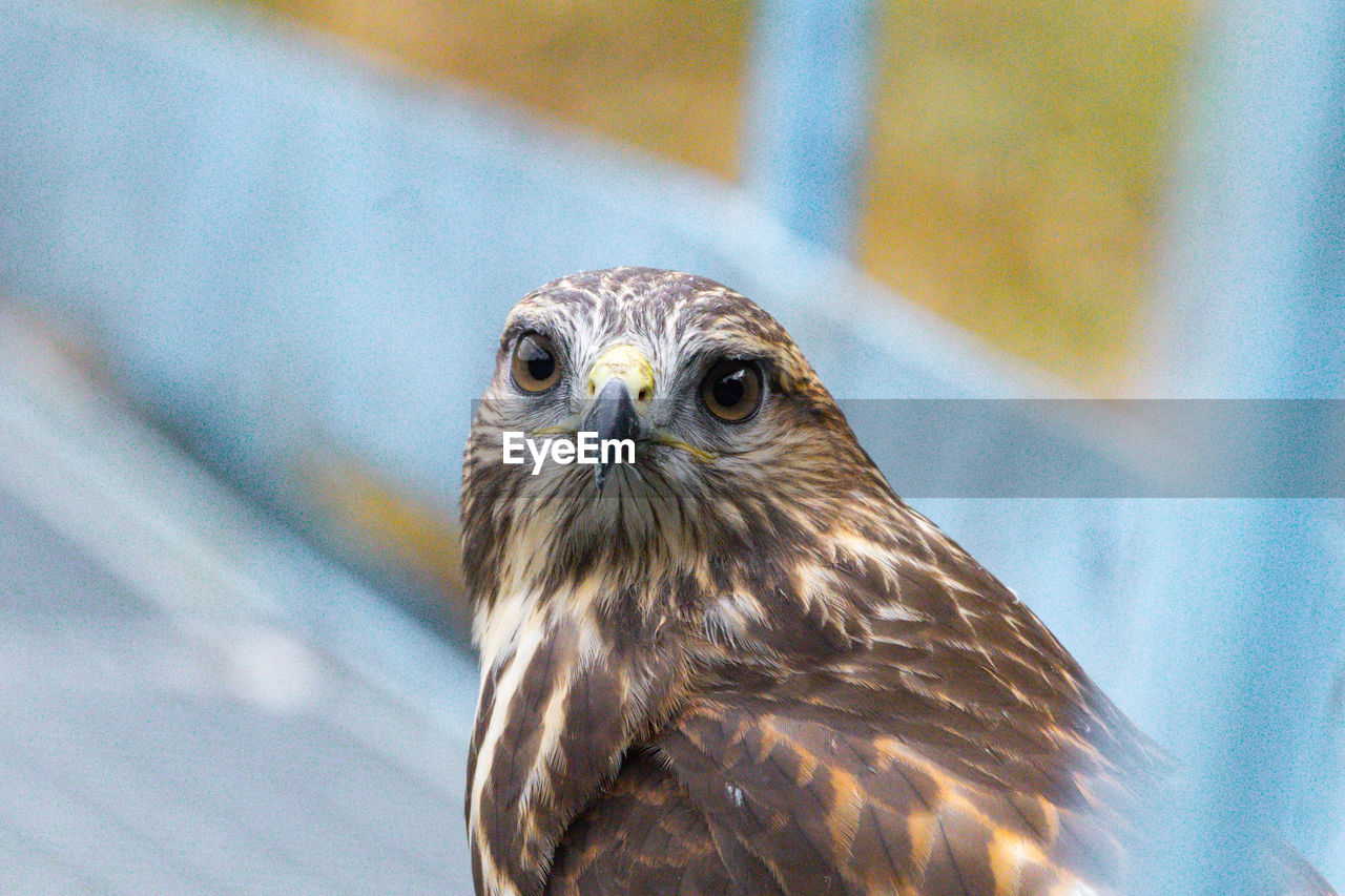 Close-up portrait of common buzzard