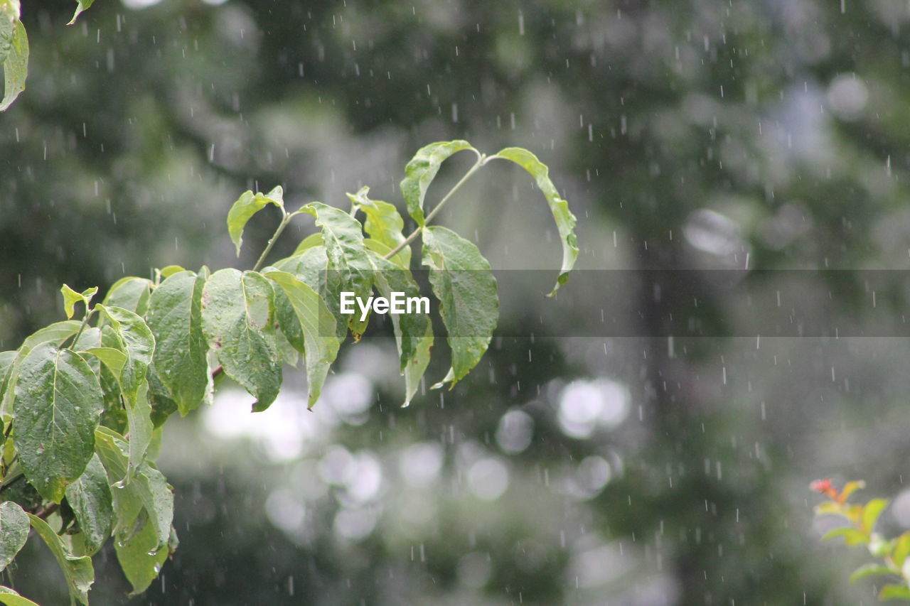 Close-up of wet plant leaves during rainy season