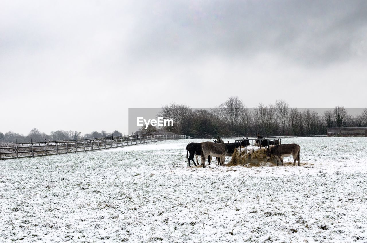 A herd of donkeys feeding at a snowy farm.