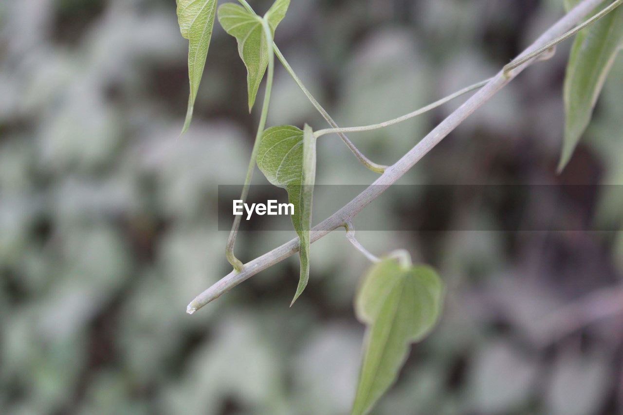 CLOSE-UP OF FRESH PLANT