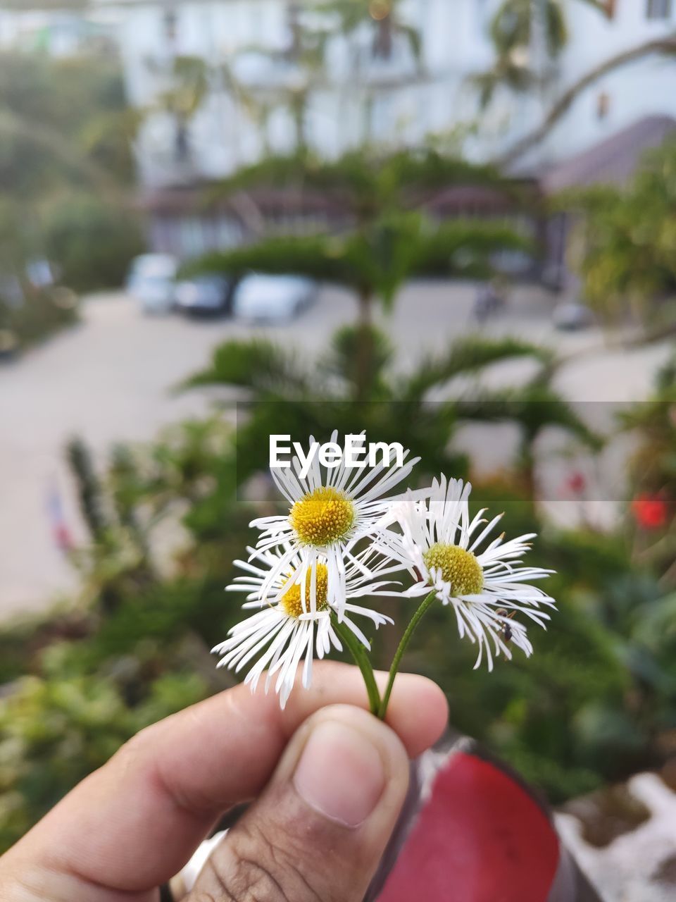 CLOSE-UP OF PERSON HOLDING WHITE DAISY