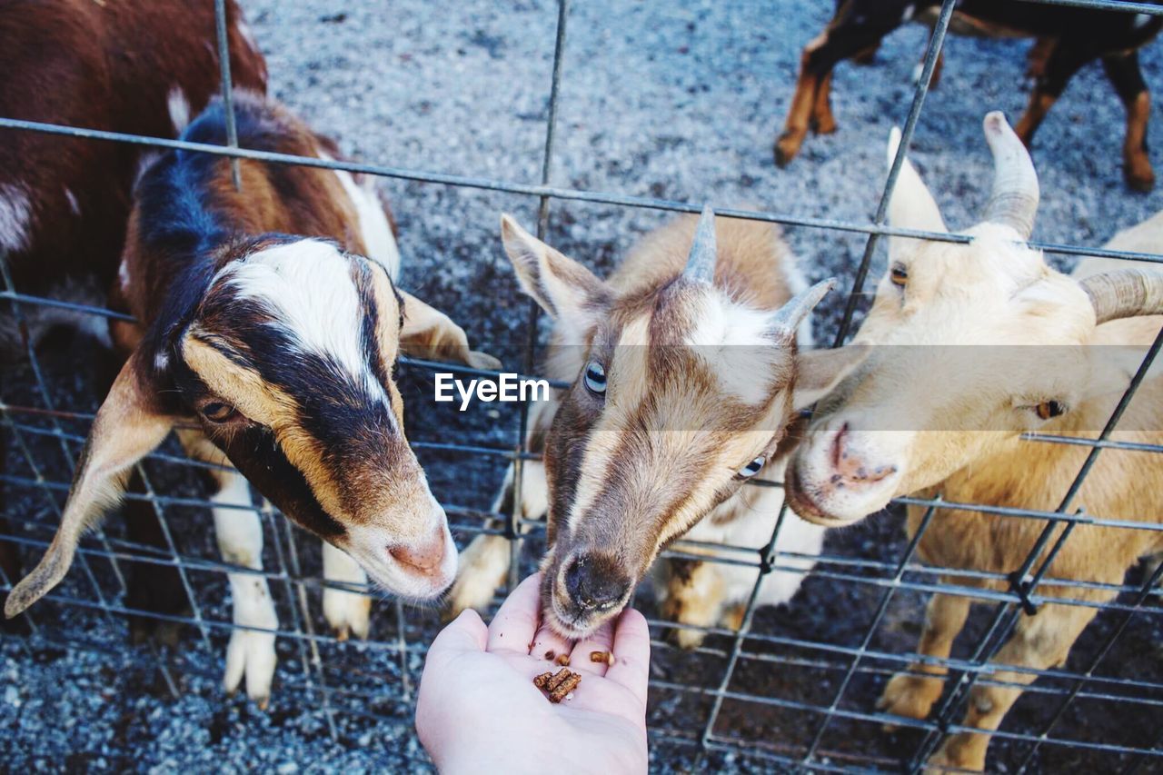 Cropped hand feeding goats in cage