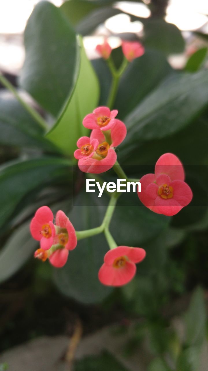 CLOSE-UP OF PINK FLOWERS BLOOMING