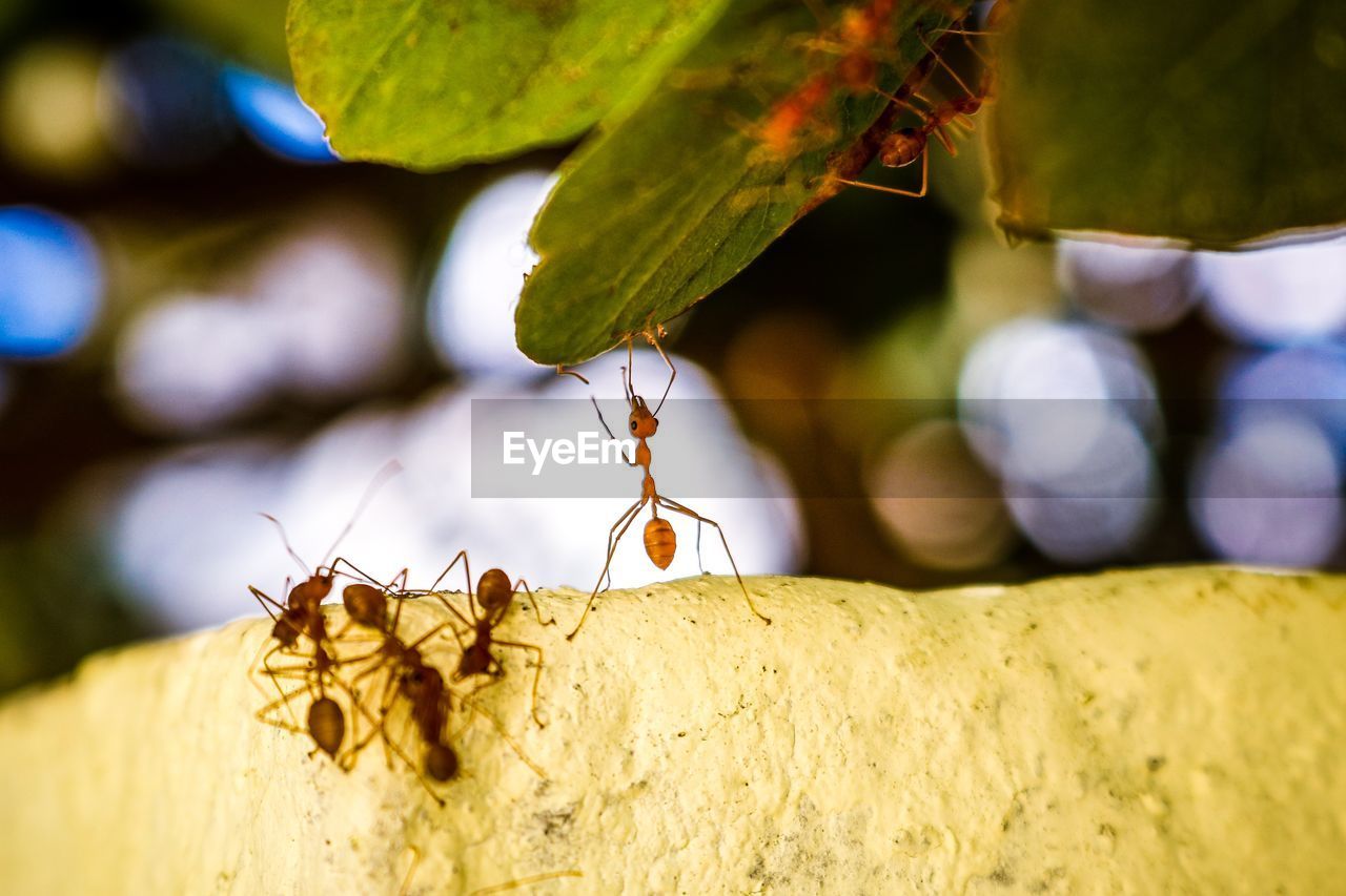 Close-up of ant on leaf