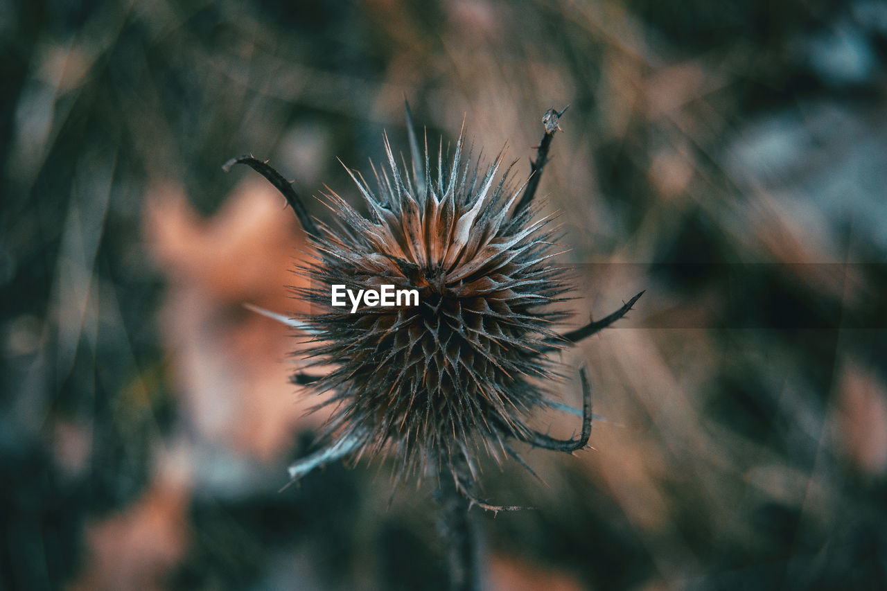 Close-up of dried plant