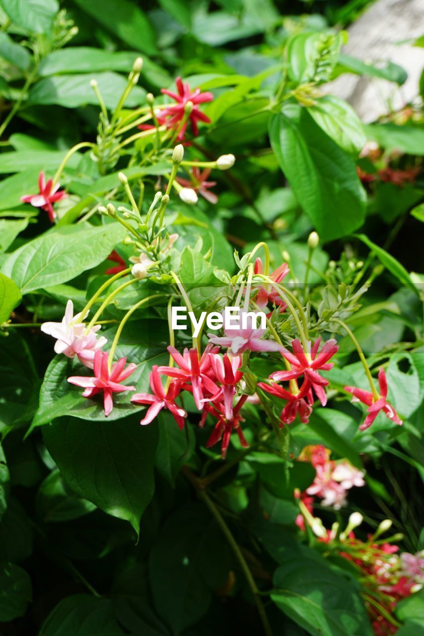 CLOSE-UP OF RED FLOWERS BLOOMING