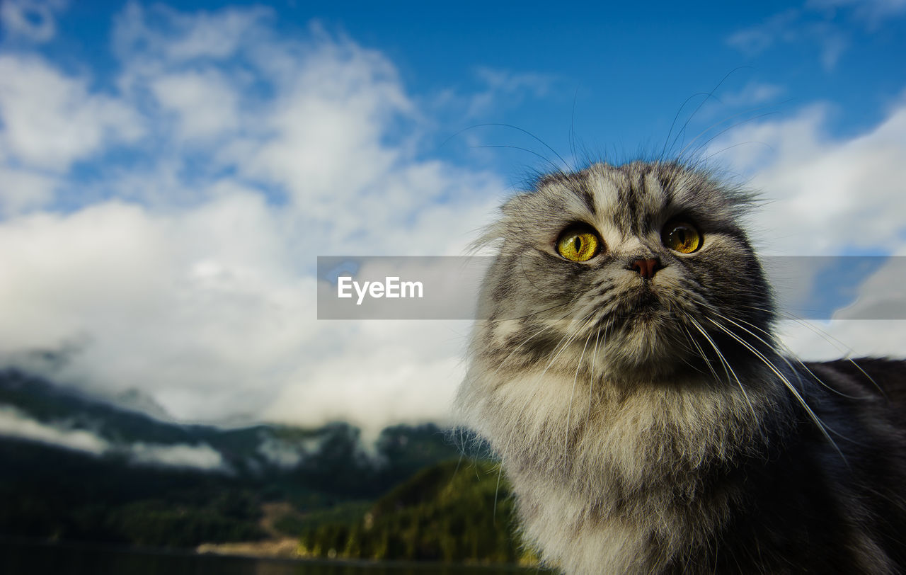Close-up of scottish fold kitten looking up against cloudy sky
