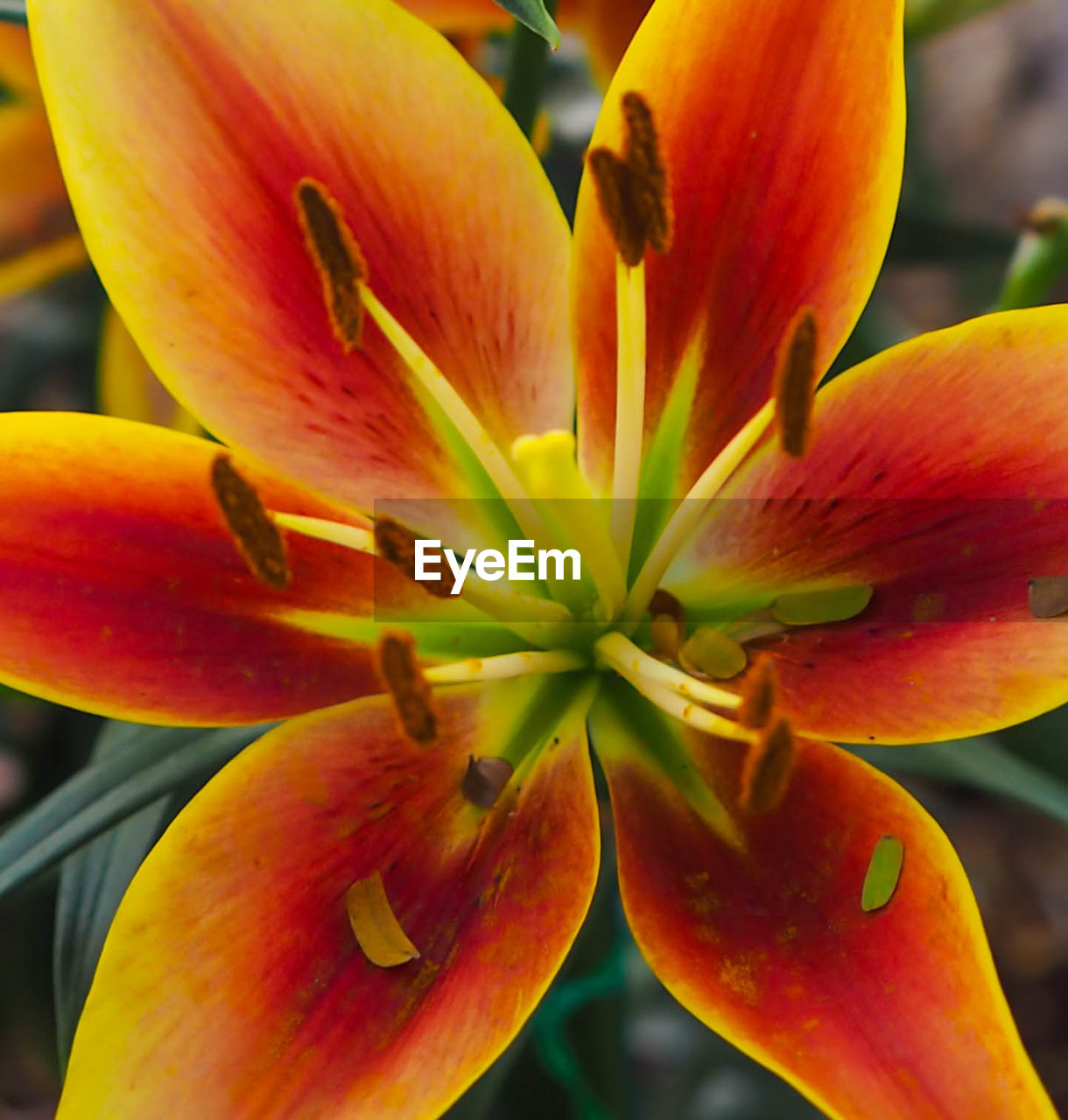 CLOSE-UP OF DAY LILY BLOOMING