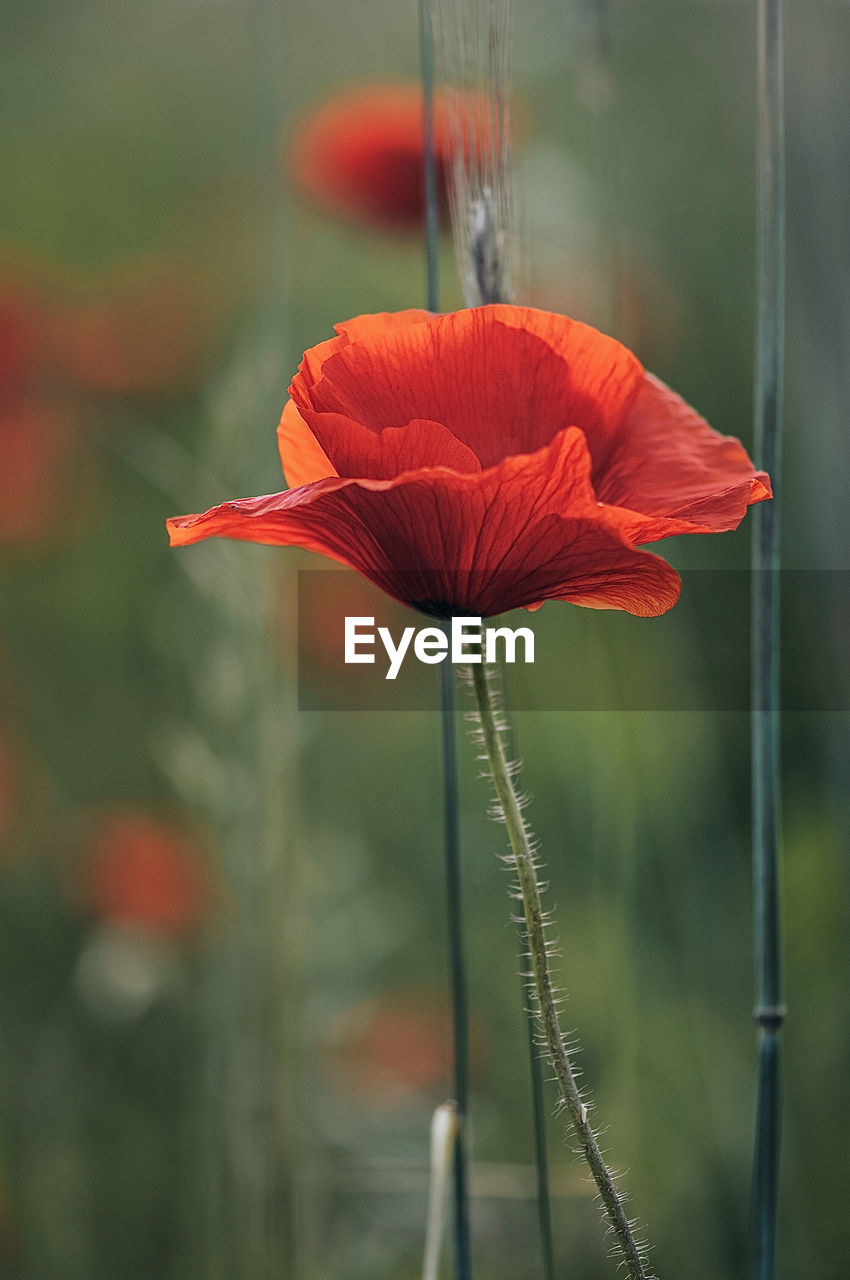 CLOSE-UP OF RED POPPY GROWING OUTDOORS