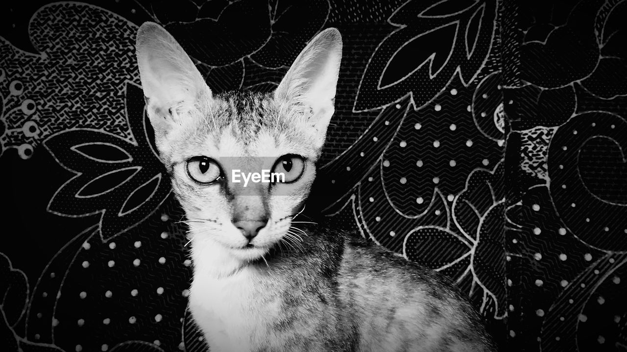 CLOSE-UP PORTRAIT OF A CAT ON FLOOR