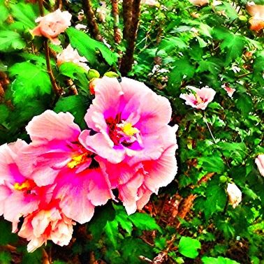 CLOSE-UP OF PINK FLOWERS BLOOMING