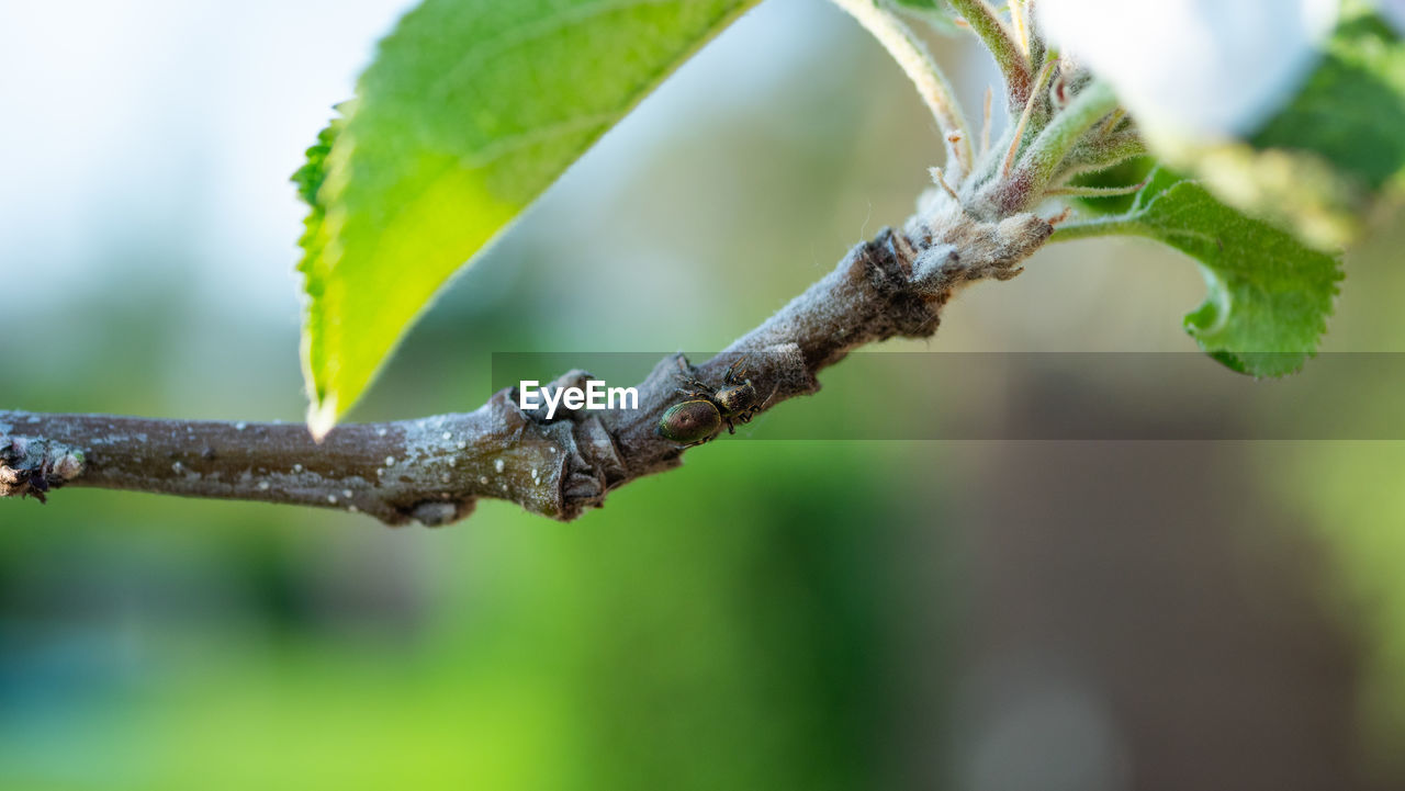 CLOSE-UP OF PLANT ON BRANCH