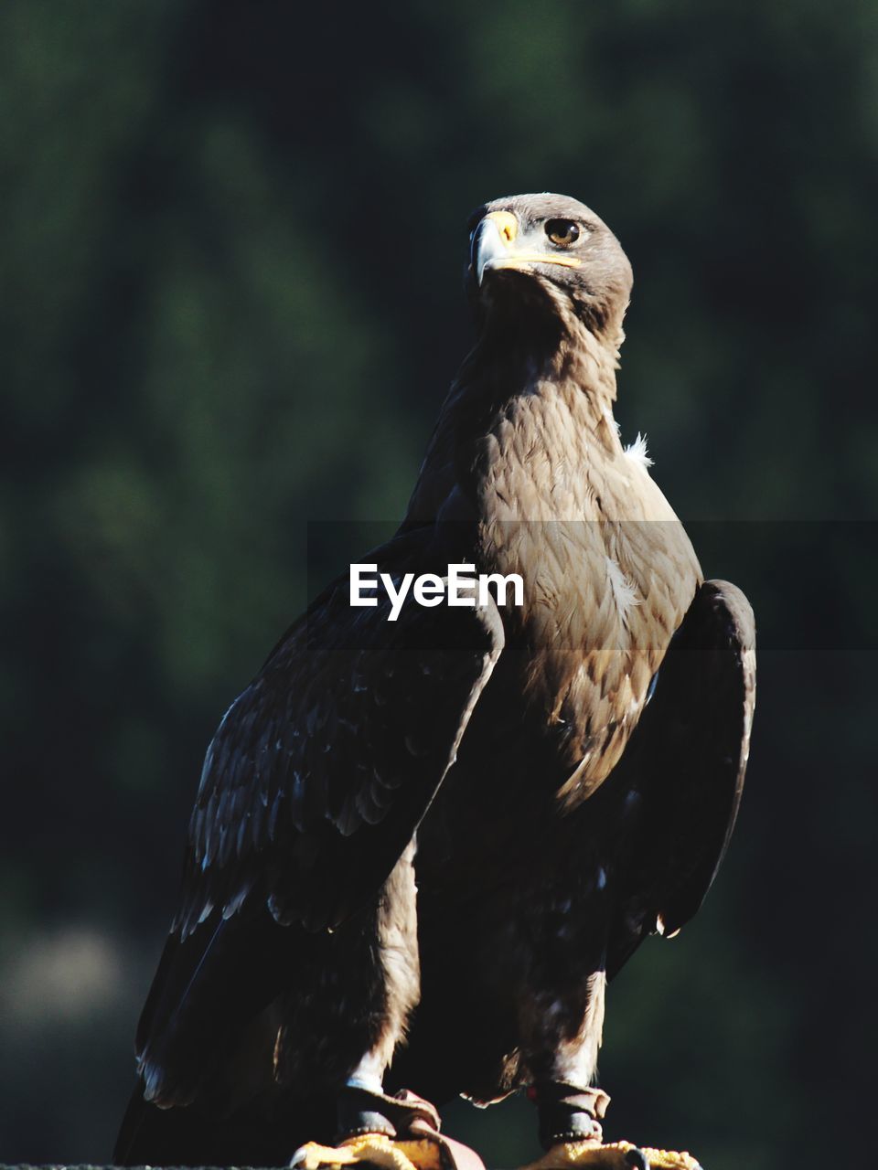 Close-up of eagle perching