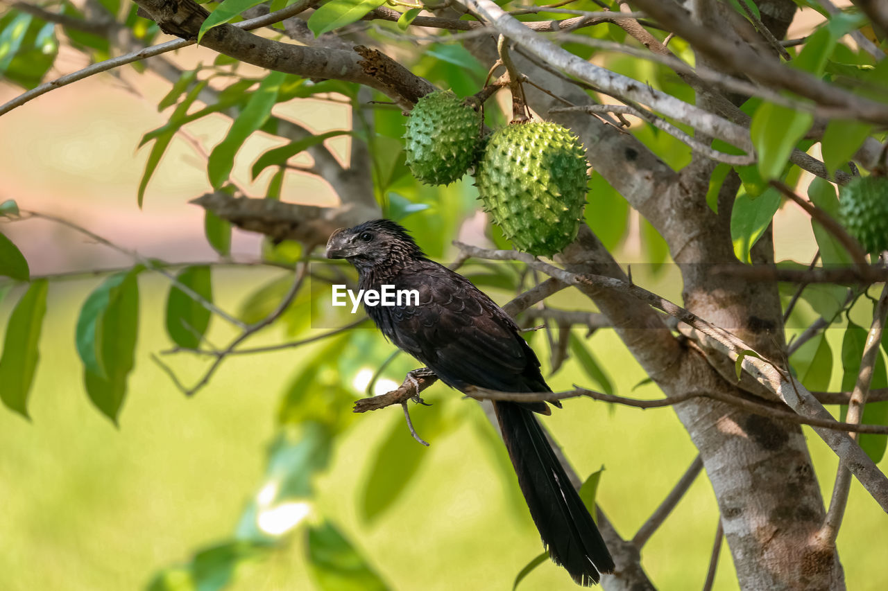 Low angle view of smooth-billed ani  perching on tree