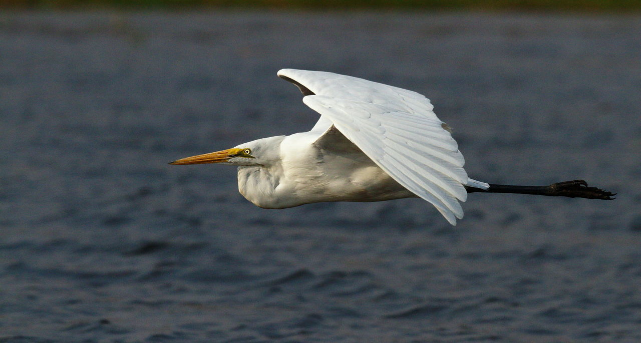 Close-up of yellow-billed egret flying over river
