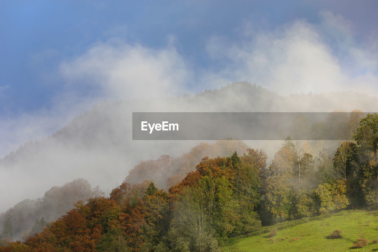 SCENIC VIEW OF TREES AGAINST SKY