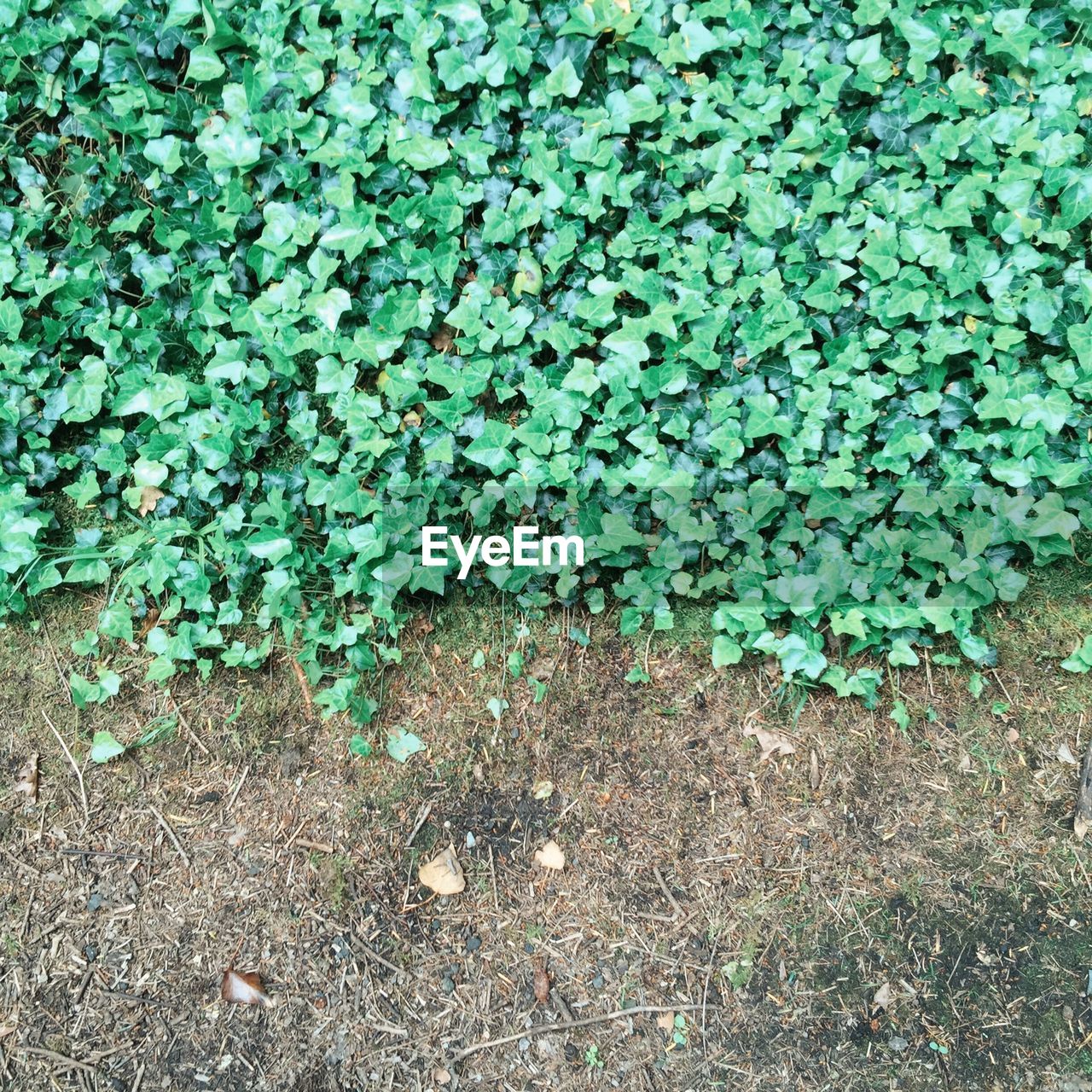 High angle view of creeper plants