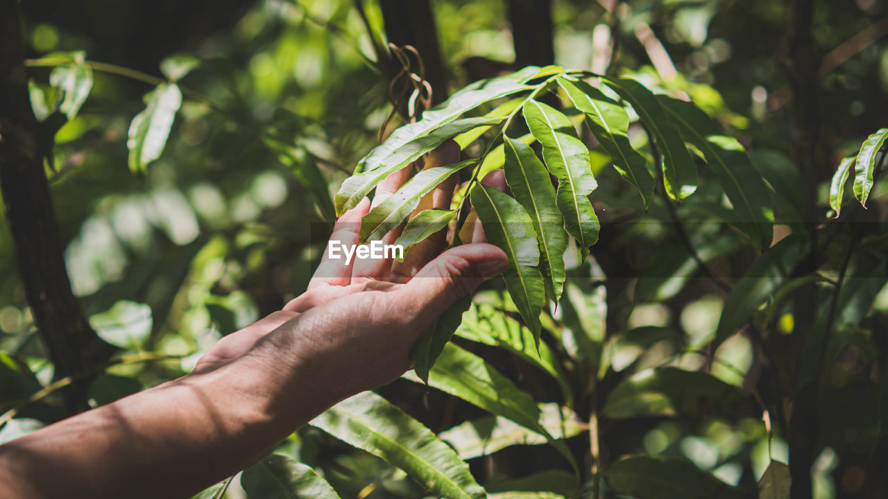 Close-up of hand holding leaves