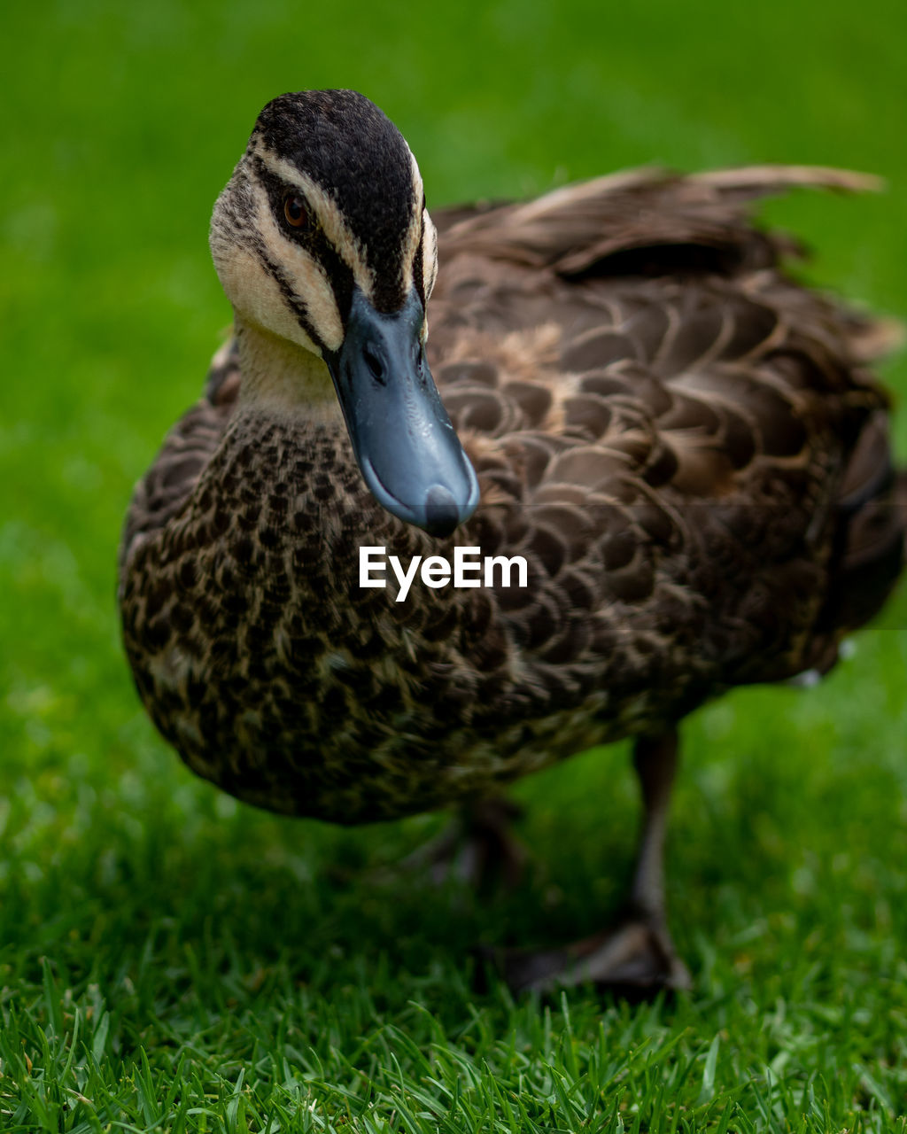 Close-up of mallard duck on field
