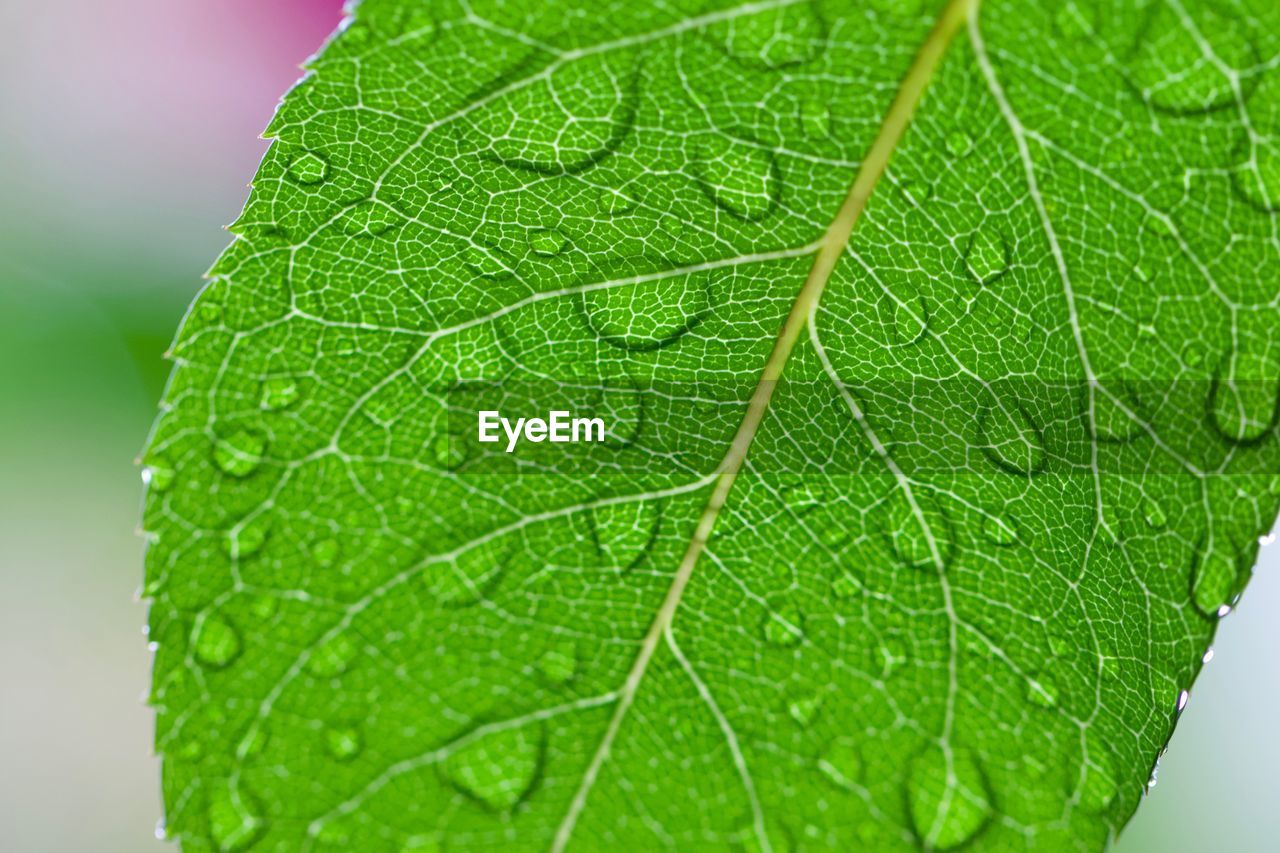 MACRO SHOT OF LEAF WITH DEW DROPS