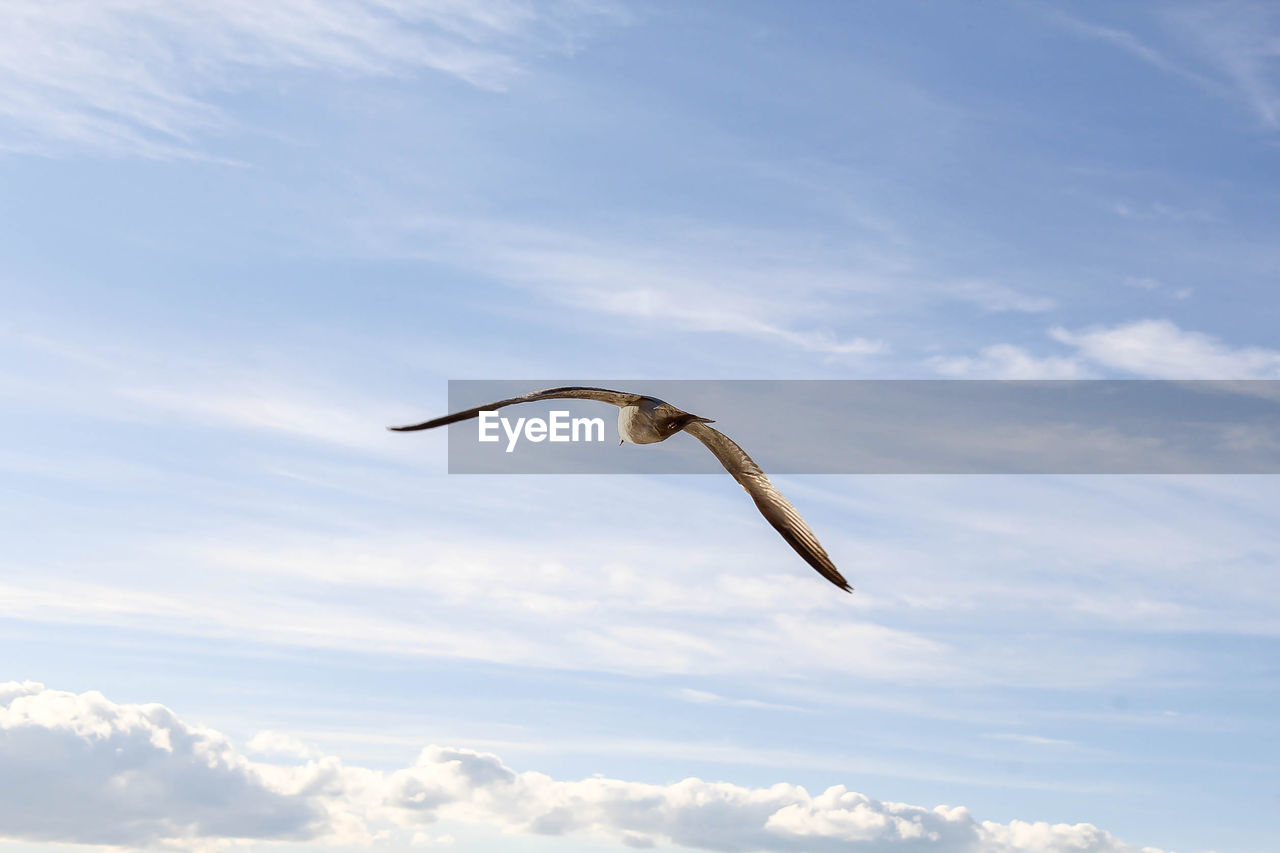LOW ANGLE VIEW OF SEAGULLS FLYING