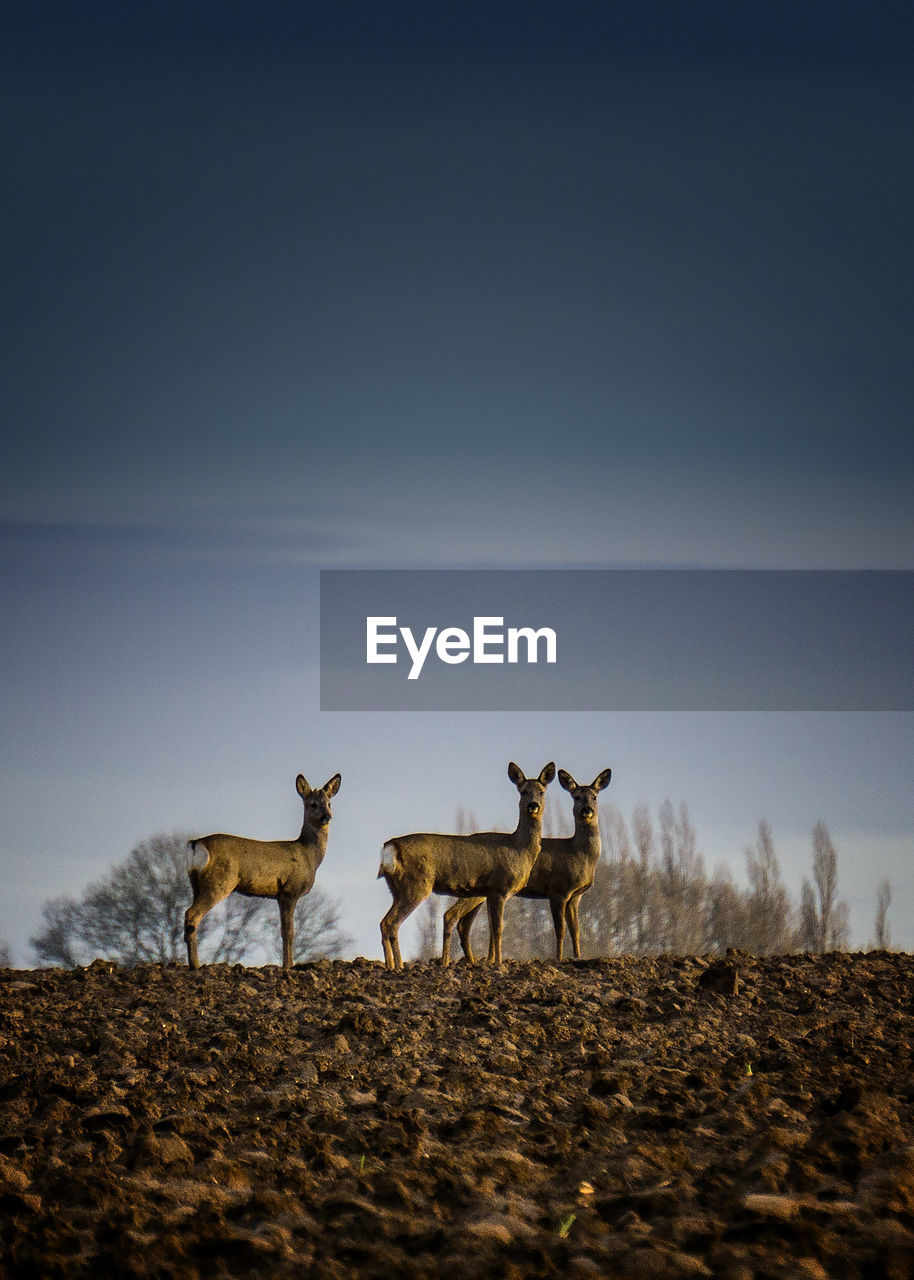 Deer on field against cloudy sky