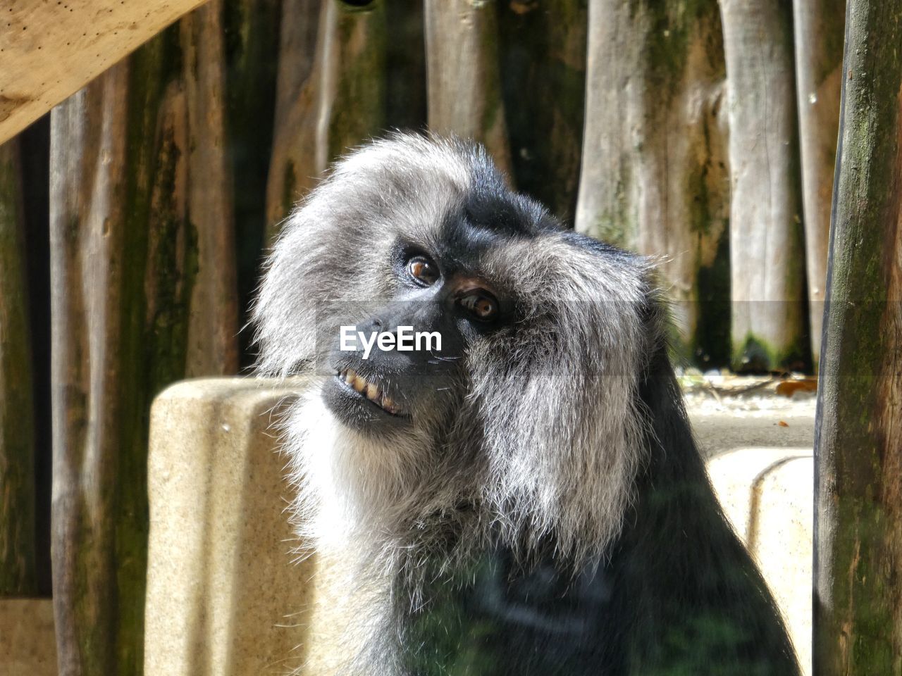 Portrait of monkey in zoo