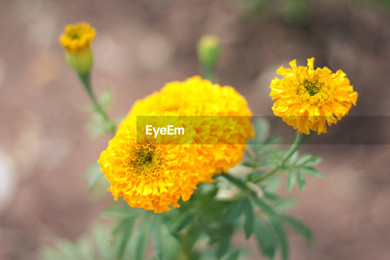 Close-up of yellow flowering plant