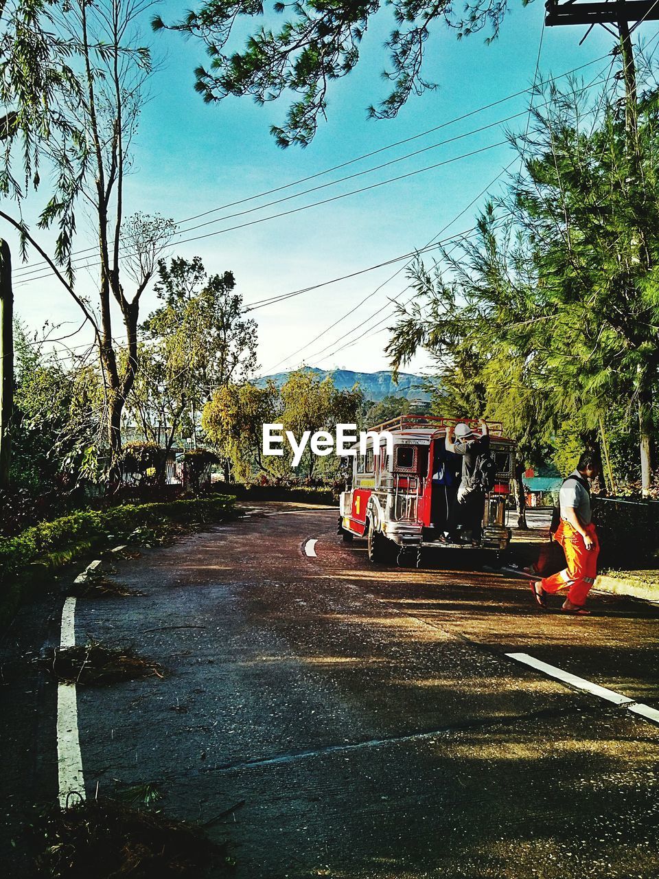 TREES IN ROAD