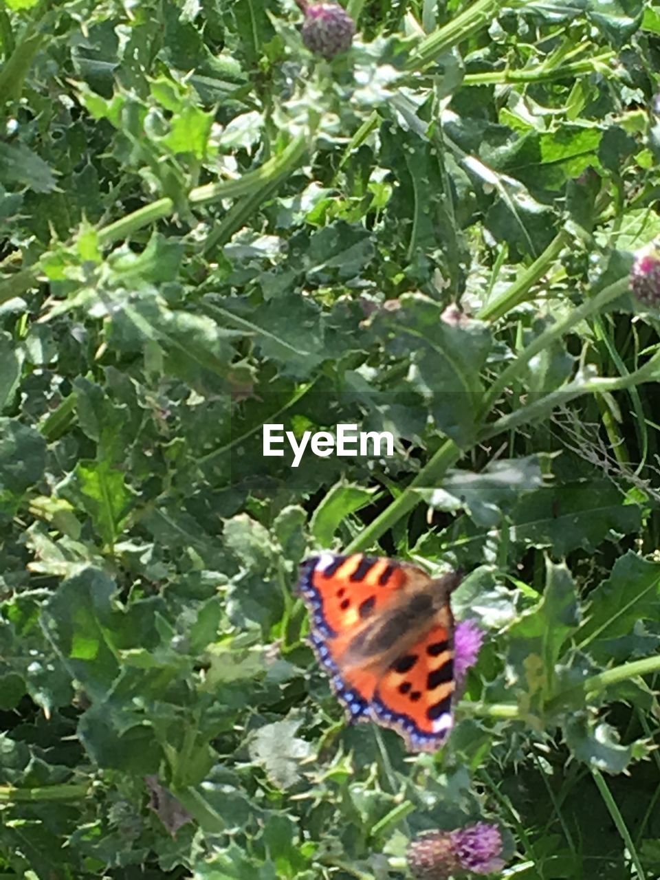 CLOSE-UP OF BUTTERFLY ON PLANTS