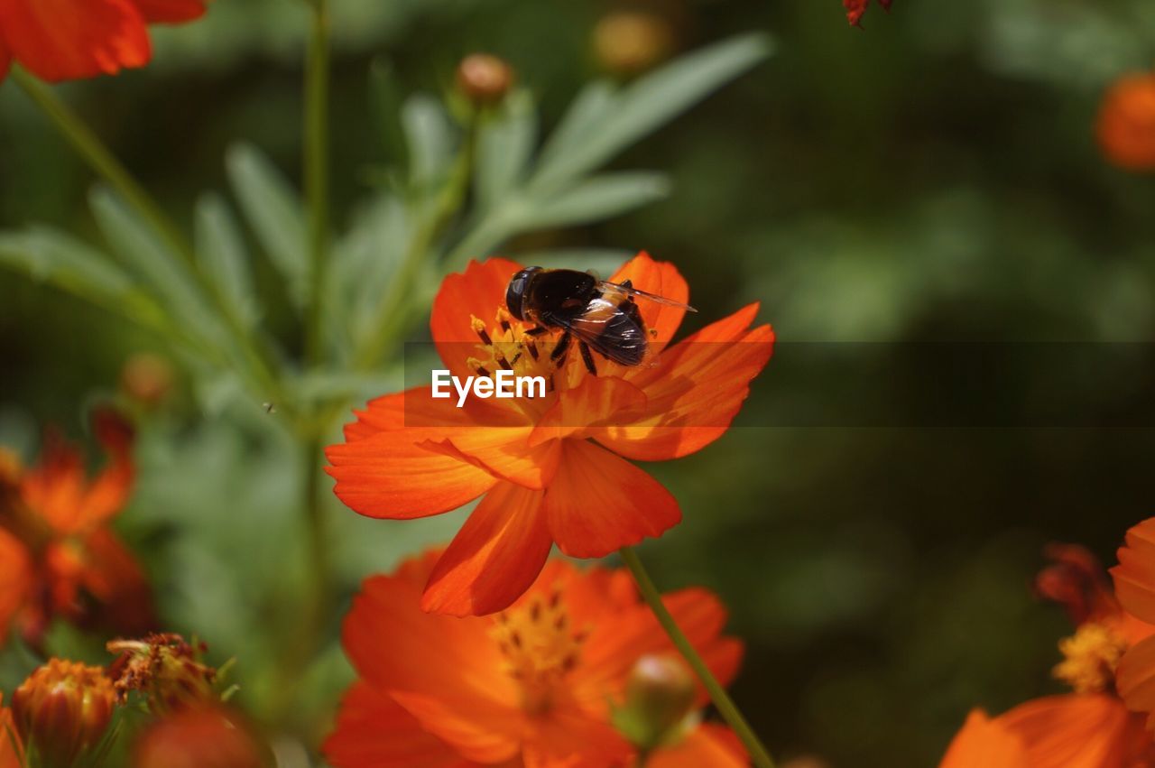 CLOSE-UP OF BUTTERFLY ON ORANGE FLOWER