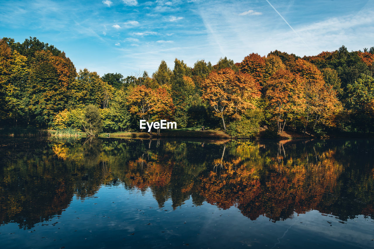 Reflection of trees in calm lake