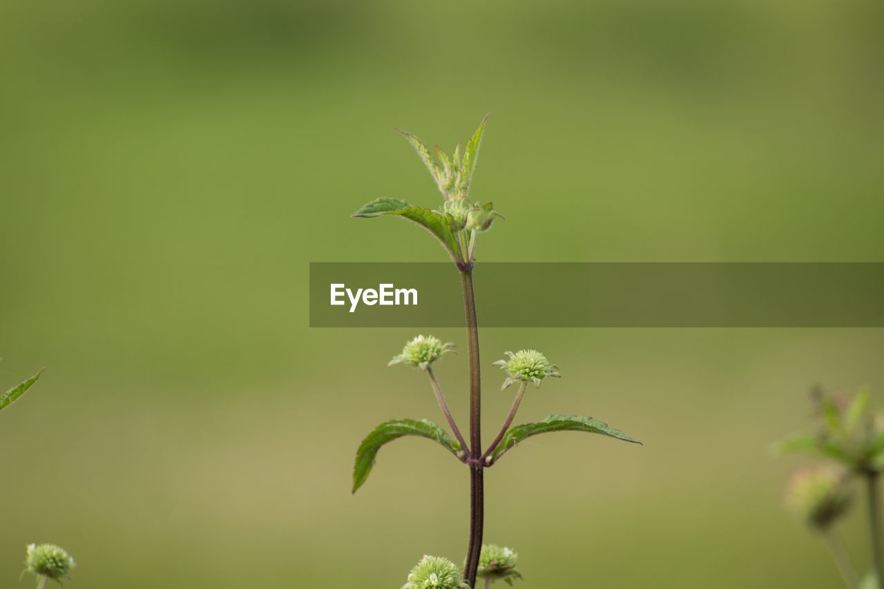 Close-up of flowering plant