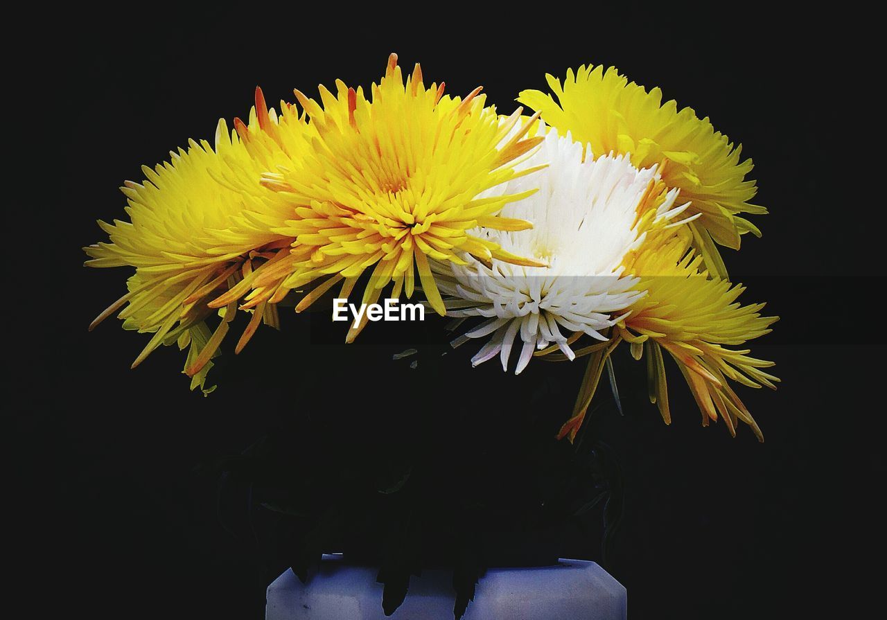 CLOSE-UP OF YELLOW FLOWERS OVER BLACK BACKGROUND