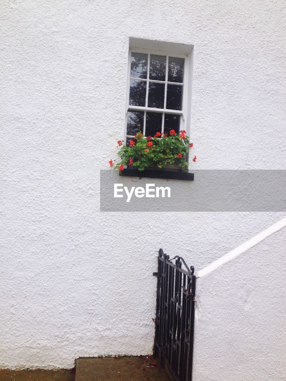 Flowers at window of building