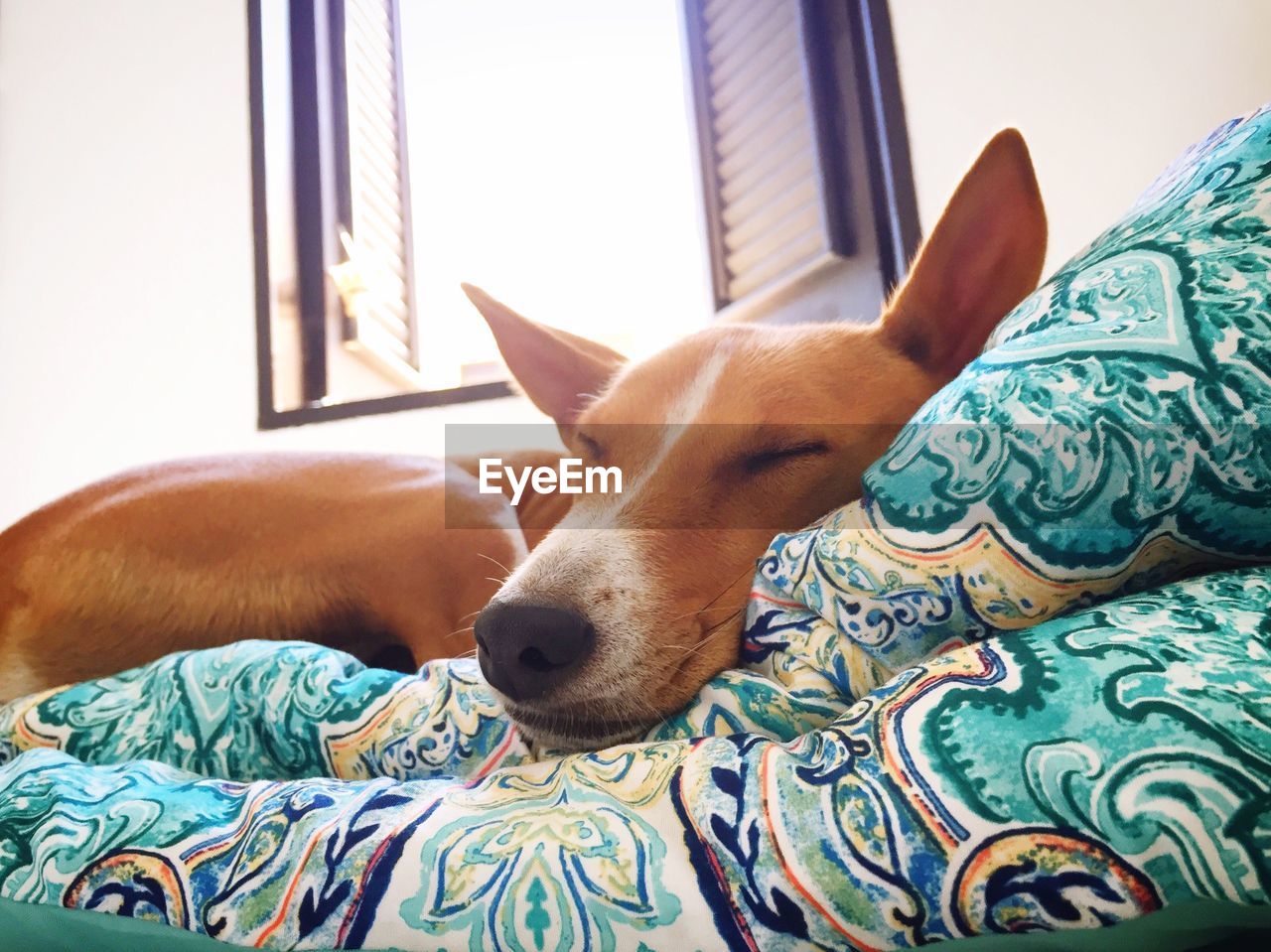 Close-up of dog sleeping on bed at home