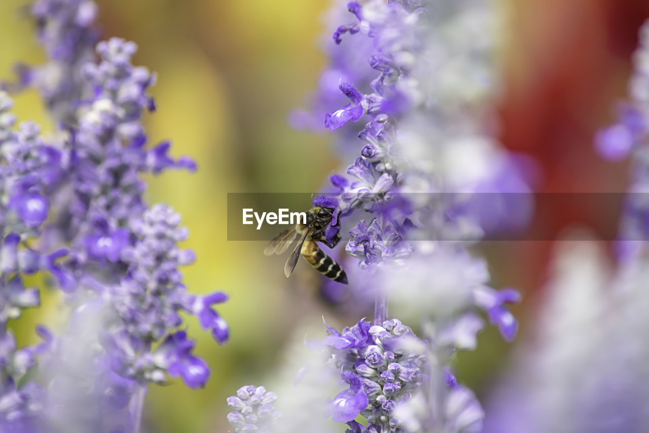 CLOSE-UP OF BEE POLLINATING ON LAVENDER